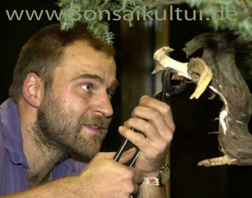 Christian Przybylski Bonsaikultur
